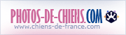 Photos de chiens de race