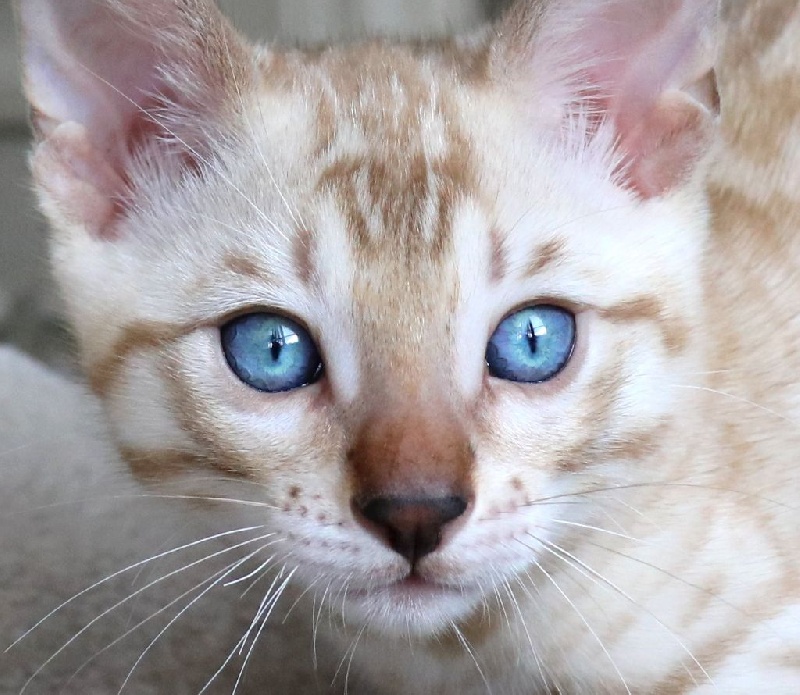 Adorable chaton Bengal snow mink Bengal