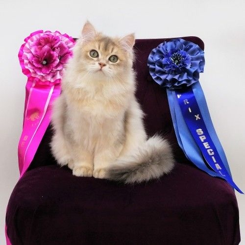 Chaton mâle Highland Straight - British Longhair disponible Highland Straight