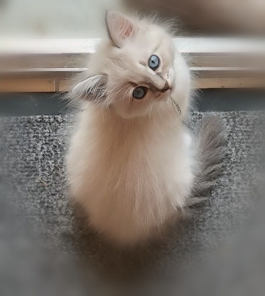 Chatons Sibériens Sibérien
