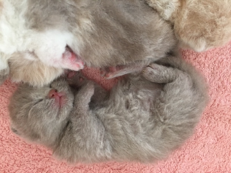 Chatons British Shortair British Shorthair et Longhair