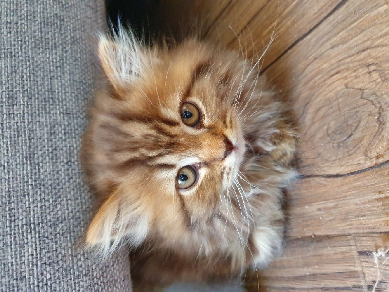 À vendre chaton British Longhair British Shorthair et Longhair