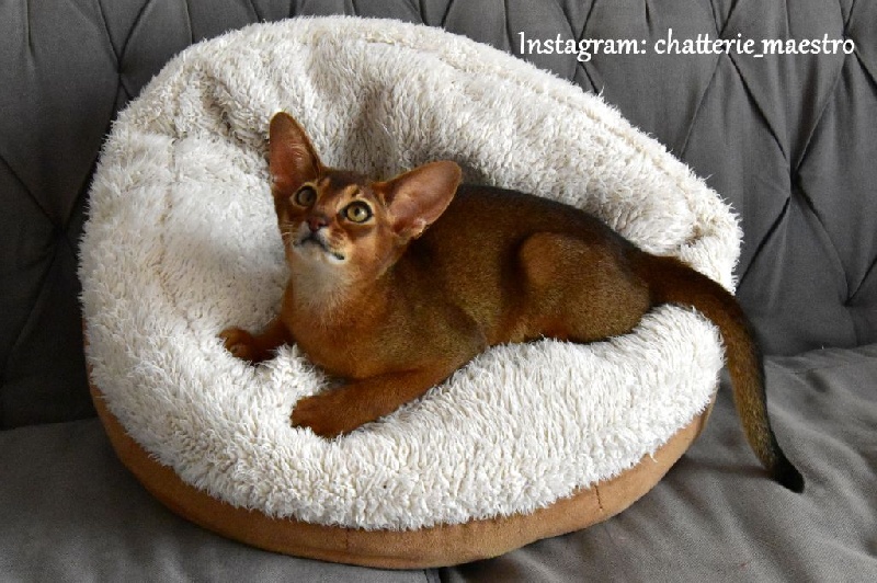 CHATONS ABYSSINS LOOF HAUTE QUALITÉ, tipés oriental Abyssin