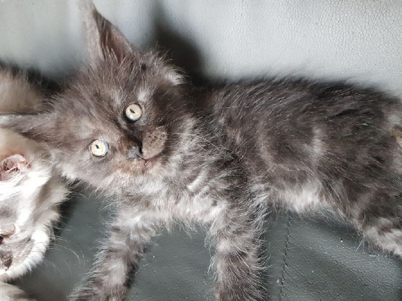 Chatons maine coon loof Maine Coon