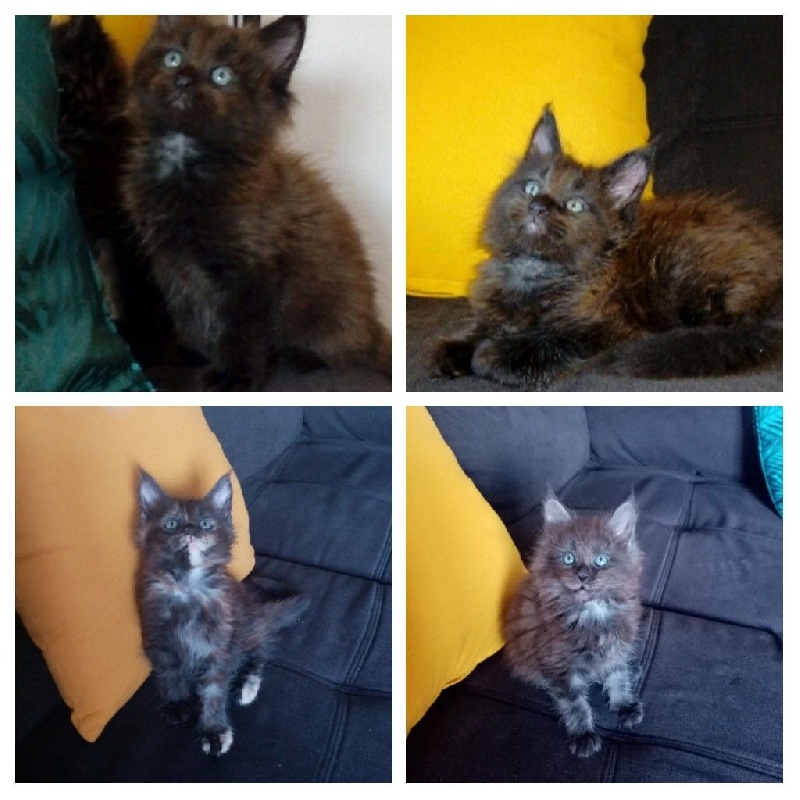 Magnifiques chatons Maine Coon Maine Coon
