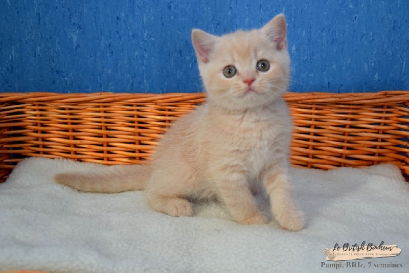 1 chaton british shorthair crème British Shorthair et Longhair