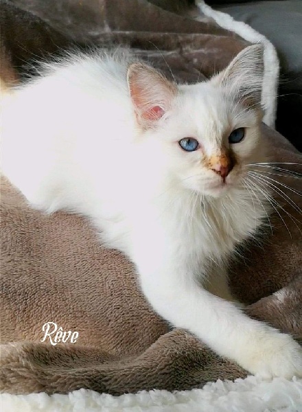 Chaton sacré de birmanie Sacré de Birmanie