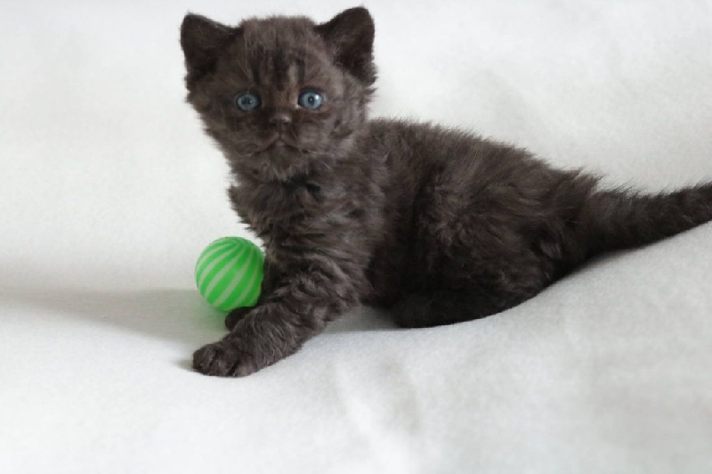 Chatons Selkirk Rex et Straight poil court et poil long Selkirk Rex poil court et poil long