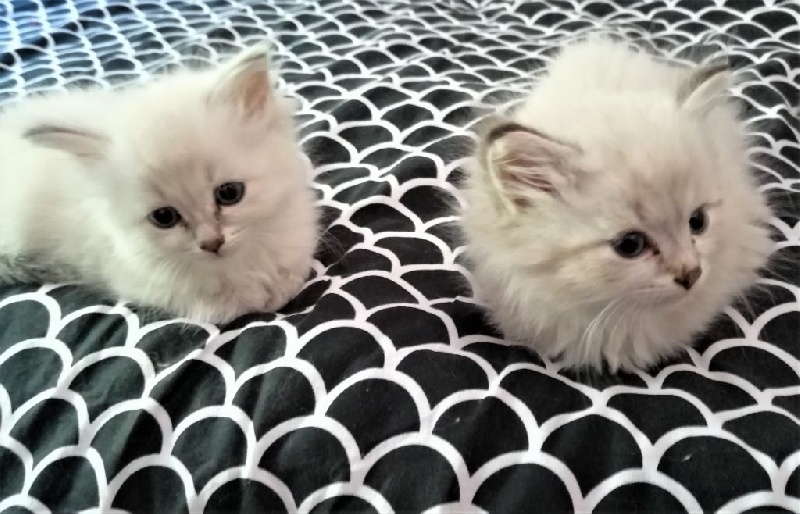 Super chatons Siberiens Sibérien