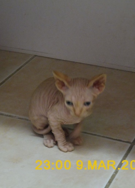 SUBLIME BB MALE SPHYNX AU LOOF NON STERILISE Sphynx