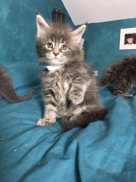 chatons maine coon Maine Coon