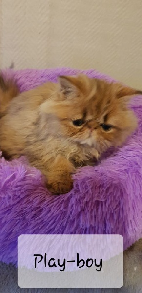 CHATONS PERSANS Persan