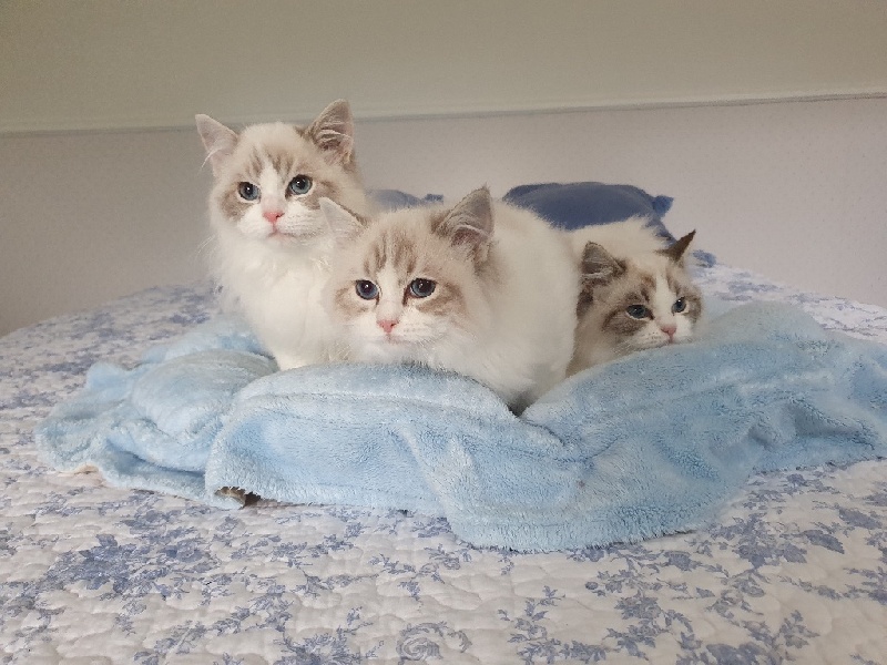 CHATONS RAGDOLLS A RESERVER Ragdoll
