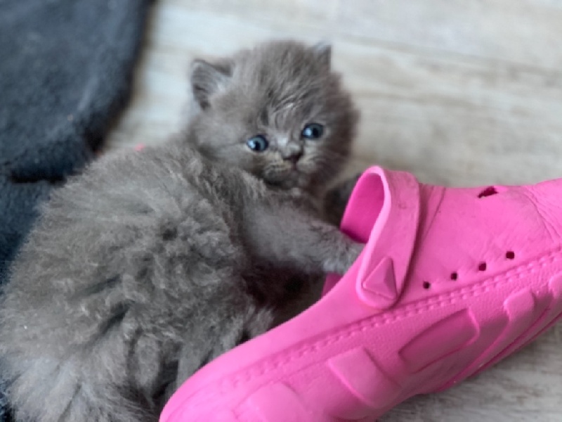 Vend British longhair British Shorthair et Longhair