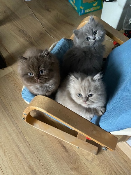 British Longhair British Shorthair et Longhair