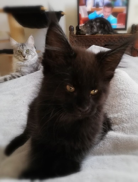 Superbes bébés de Phélicie de la cat mania et de Goodwin ckenzo Maine Coon