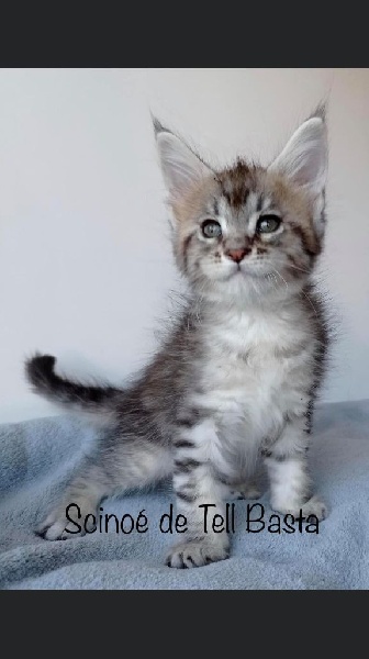 CHATONS MAINE COON DISPONIBLES UNIQUEMENT EN COMPTAGNIE Maine Coon