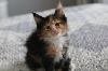Maine Coon - Chatons Maine Coon LOOF à réserver