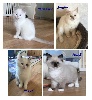 Ragdoll - Chatons Ragdoll LOOF - DE LA VALLEE LA LEZE