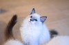 Ragdoll - Magnifiques Chatons Ragdoll