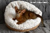 Abyssin - CHATONS ABYSSINS LOOF HAUTE QUALITÉ, tipés oriental - MAESTRO