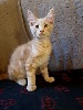 Maine Coon - Chaton maine coon