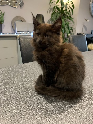 Maine Coon - Maine Coon loof à réserver Haut de France - des terres du nord
