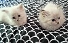 Sibérien - Super chatons Siberiens - Siberien Snow