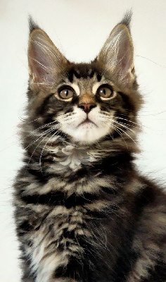 Maine Coon - Bébés Maine coons ..de vraies glues