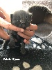 British Shorthair et Longhair - Chaton british longhair noirs - of british sunrise