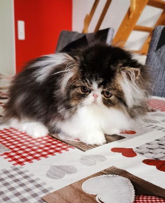Persan - Chaton persan - Du clan sibérien