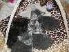 Maine Coon - chatons maine coon LOOF - du Meygal