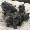 Chartreux - CHATONS CHARTREUX - chatterie du soleil de james