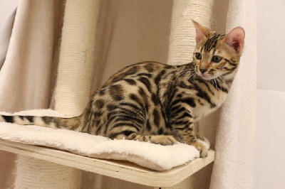 Bengal - Chatons Bengal - Domaine de loumatpau