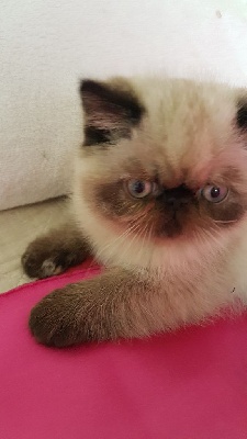 Exotic Shorthair - MAGNIFIQUE FEMELLE EXOTIC SHORTHAIR