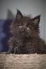 Maine Coon - Superbes chatons mâles Maine-Coon - HISTOIRE DE COON'S