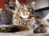 Maine Coon - À reserver chatons Maine coon - L'Arrow coon's