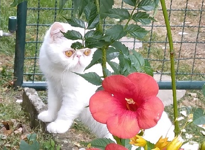 Exotic Shorthair - ADORABLES CHATONS EXOTIC DISPONIBLES - la Tulipe Bleue