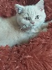 British Shorthair et Longhair - vente chatons