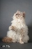 Selkirk Rex poil court et poil long - chats mouton à vendre (Selkirk Rex) poils courts et poils longs - des Prés d'Allys