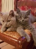 British Shorthair et Longhair - Chatons british shorthair