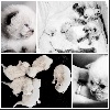 Ragdoll - Chatons Ragdoll - Chatterie des dolls sacres