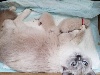 Ragdoll - Chatons Ragdoll à réserver - De La Blanche Iroise