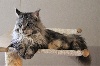 Maine Coon - chatons maine coon black silver , beau gabarit - des clouzycoons
