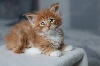 Maine Coon - Chatons Maine Coon LOOF à réserver