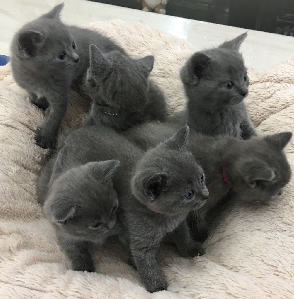 CHATONS CHARTREUX Chartreux