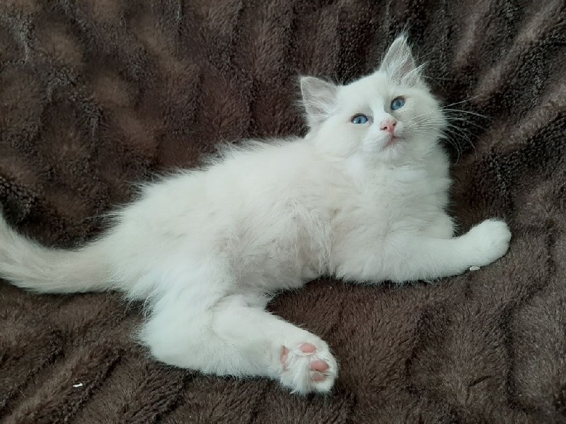 Magnifique chaton ragdoll Ragdoll