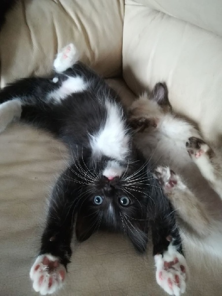 Superbes chatons ragdolls solides Ragdoll