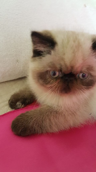 MAGNIFIQUE FEMELLE EXOTIC SHORTHAIR Exotic Shorthair