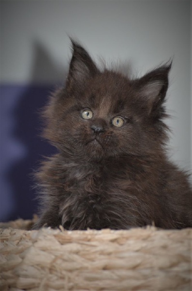 Superbes chatons mâles Maine-Coon Maine Coon